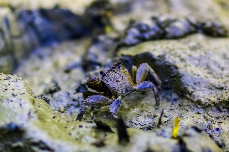 Crab at Sundarban